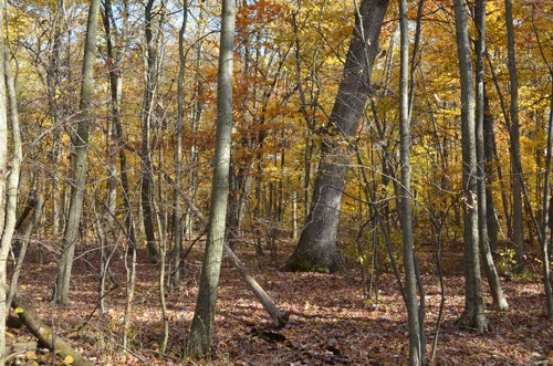 Property photo 21 - 75.3 Acres Offered in 2 Tracts